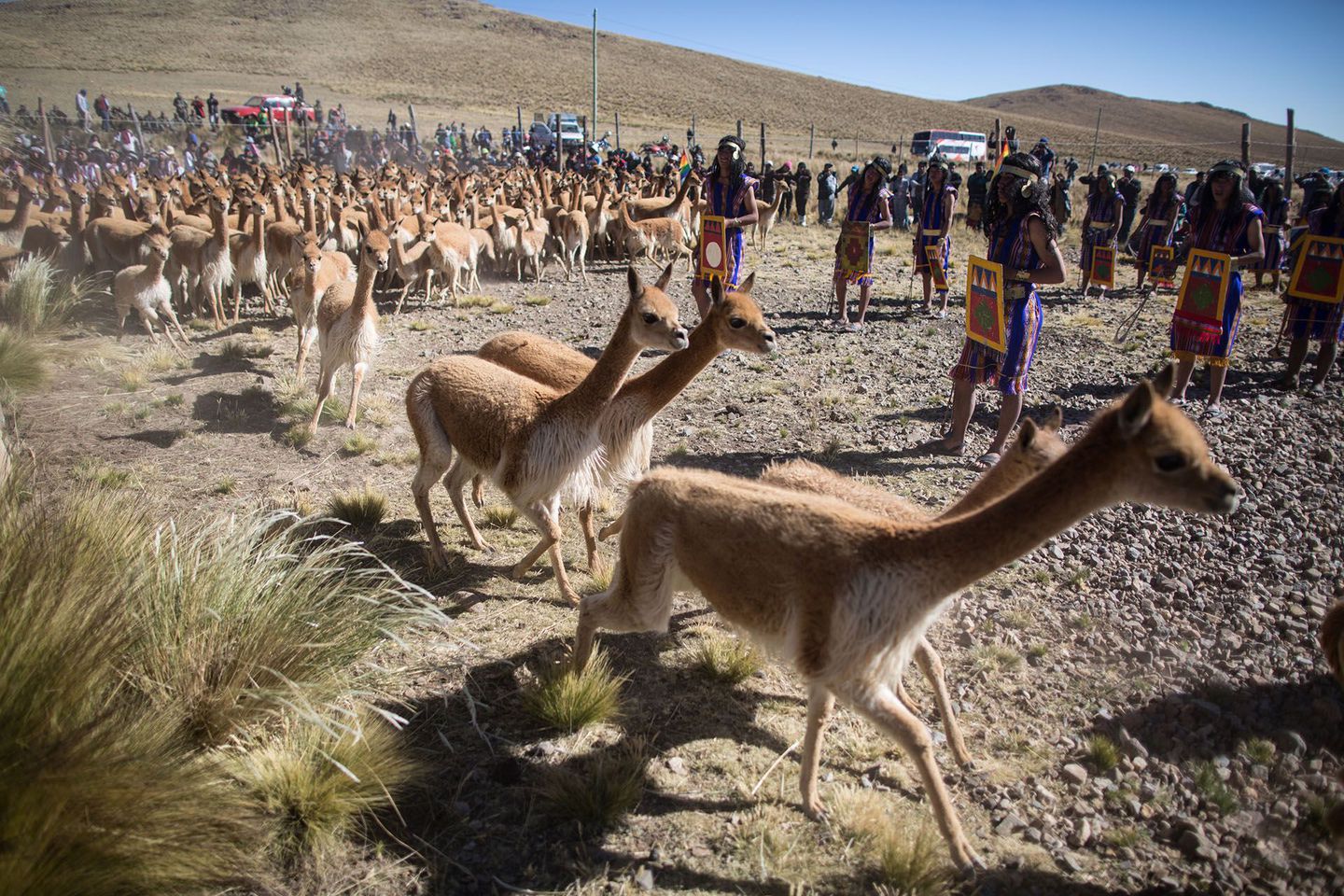 Vicuna Shearing Festival. Photo by Sebastian Castañeda / Associate Press