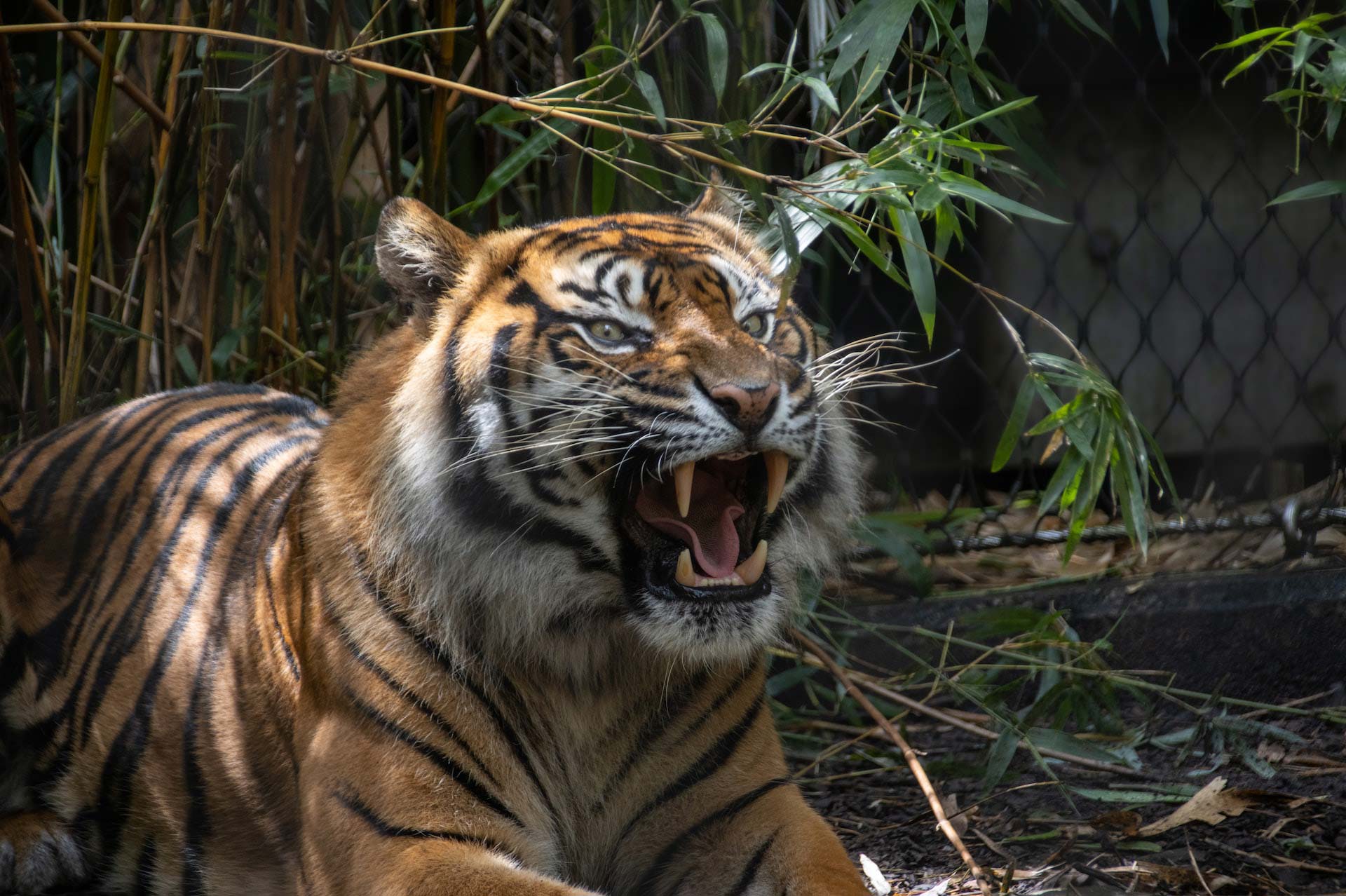 A tiger at the Taronga zoo in Australia