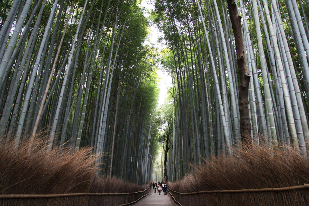 TGS enters Kyoto's bamboo forest.