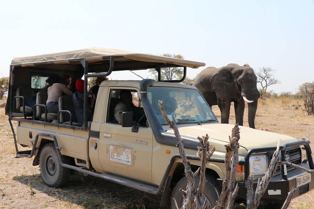 THINK Global School students track an elephant in Botswana